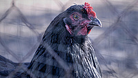 Ein Huhn steht hinter einem Maschendrahtzaun.