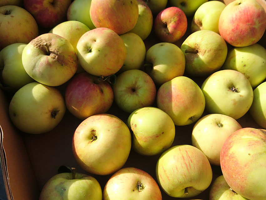 frisch geerntete Äpfel