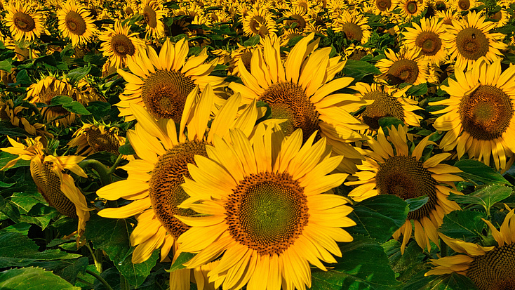 Ein Feld voller blühender Sonnenblumen vermittelt Lebensfreude. Fotoquelle: Anrita auf Pixabay.com