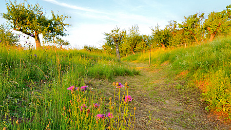 Zu sehen ist eine Streuobstwiese in goldenem Sonnenlicht.