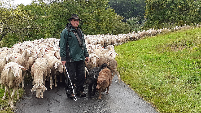 Ein Schäfer kommt mit seiner Schafherde eine Straße runtergelaufen.