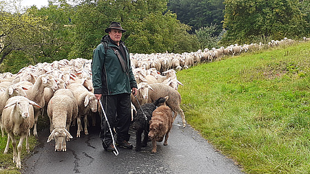 Ein Schäfer kommt mit seiner Schafherde eine Straße runtergelaufen.