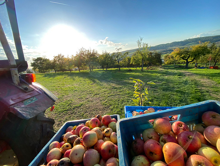 frisch geerntete Äpfel in Kisten auf einem Wagen