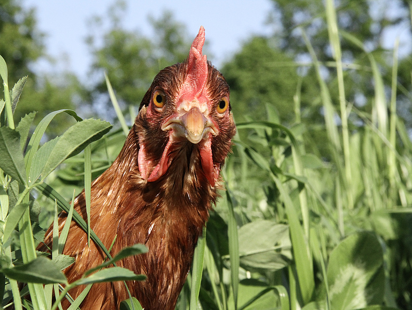 stolzer Hahn im Grünen