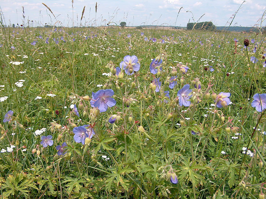 Eine artenreiche Wiese mit dem Wiesen-Storchschnabel