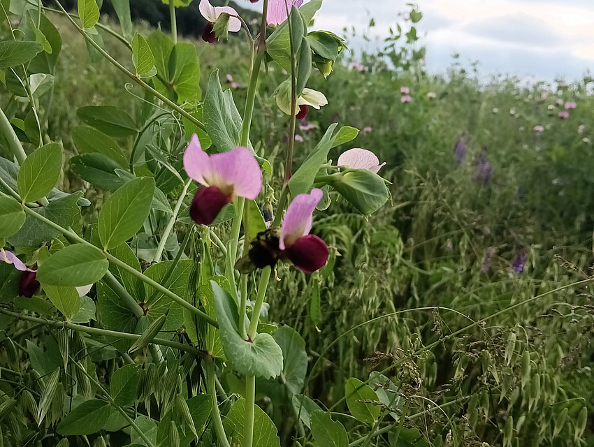Wicken mit Hafer als Gemenge (Foto: Familie Gutmann)