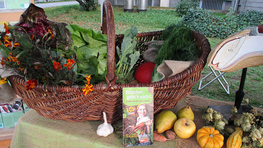 In einem großen Weidenkorb liegt Gemüse und Salat. Daneben liegen Kürbisse und Knoblauchknollen.