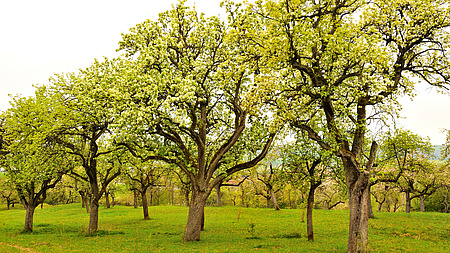 Eine Streuobstwiese mit grünen Bäumen.