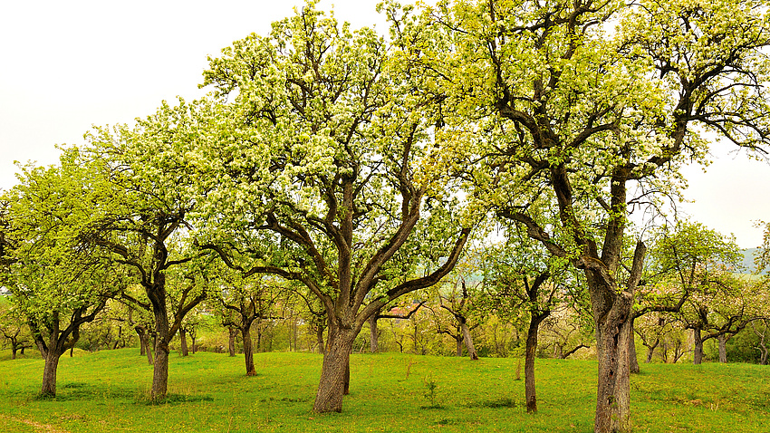 Eine Streuobstwiese mit grünen Bäumen.