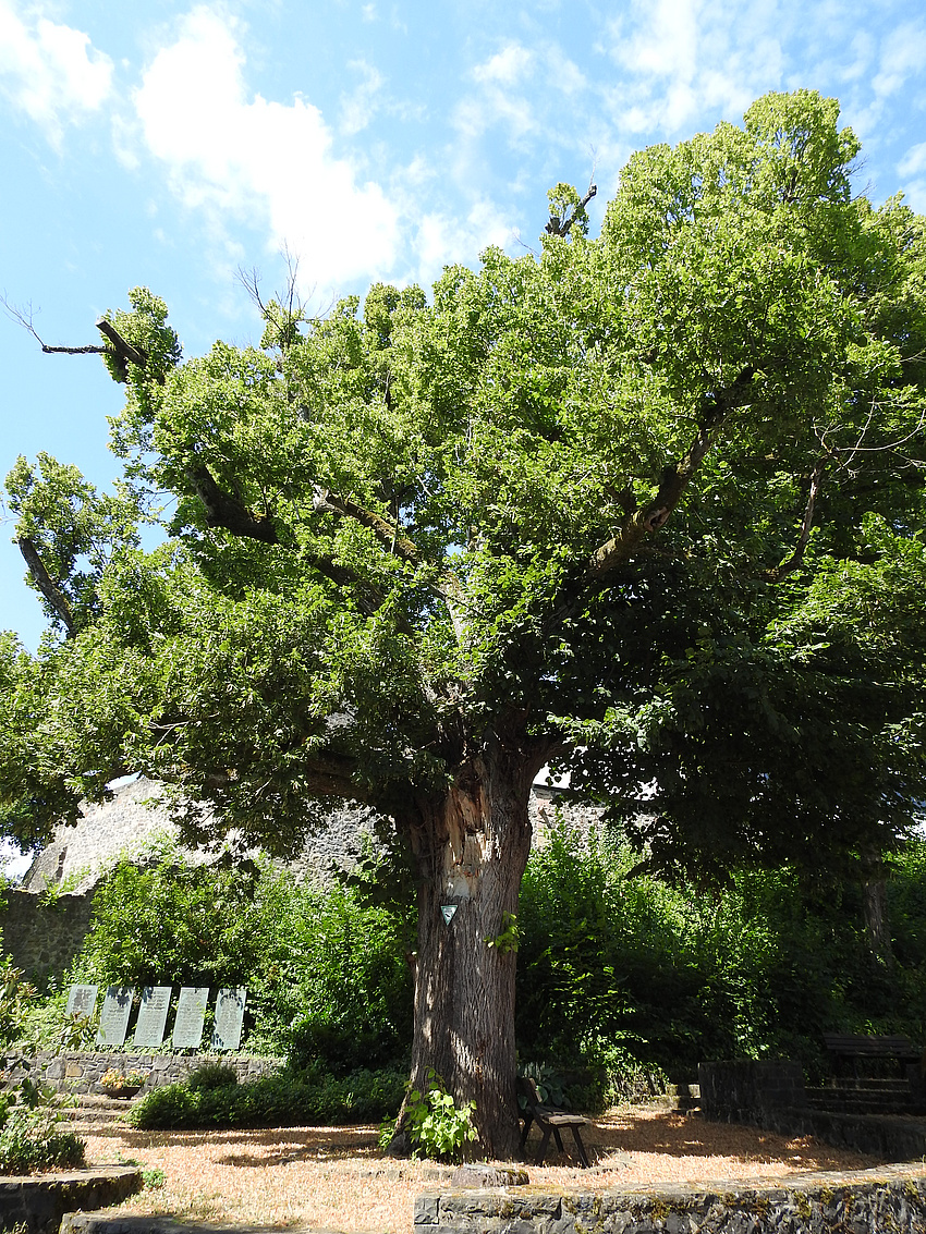 Ein großer, alter Baum vor blauem Himmel.