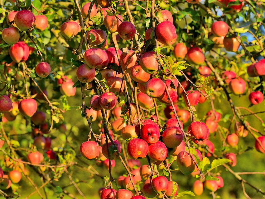 Viele Rote Apfel hängen an einem Teil eines Baumes