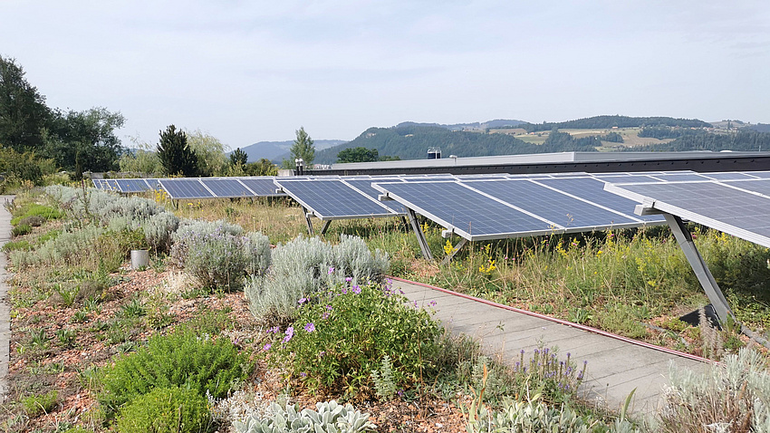 Eine Photovoltaik-Anlage auf einem Dach, das zusätzlich mit robusten Pflanzen begrünt wurde.