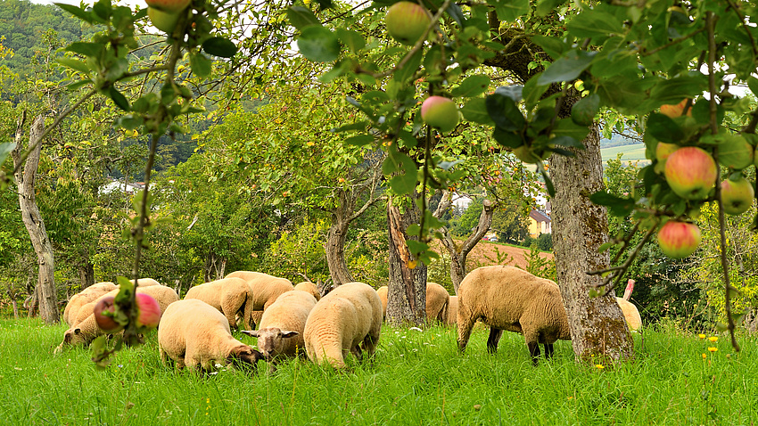 Schafe auf einer satt grünen Wiese mit Apfelbäumen