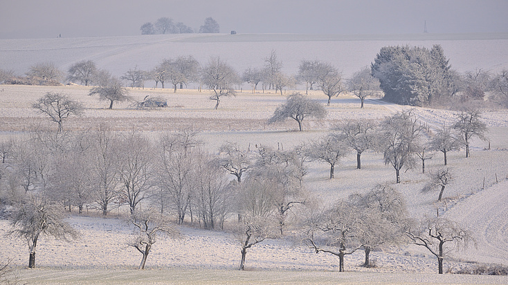 Eine von Schnee bedeckte Streuobstwiese.