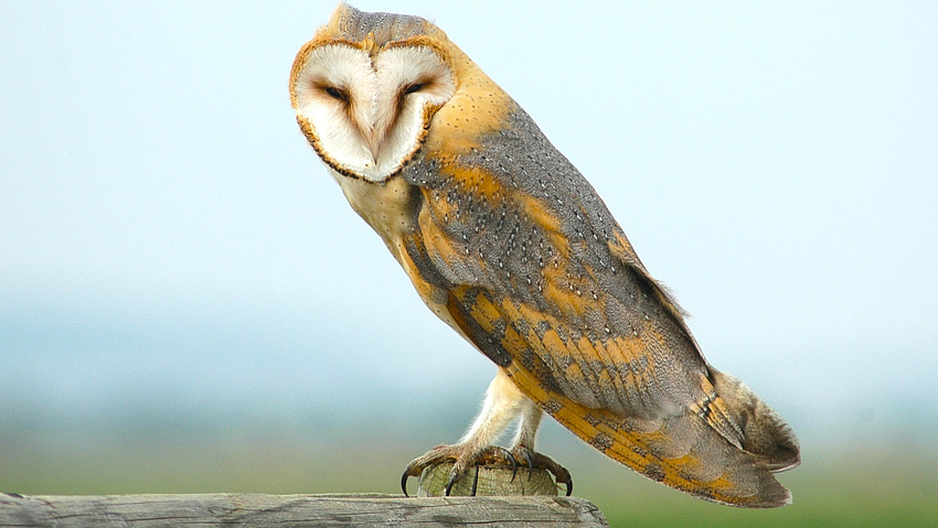 Eine Schleiereule auf einem Holzstumpf.