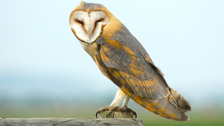 Eine Schleiereule auf einem Holzstumpf.