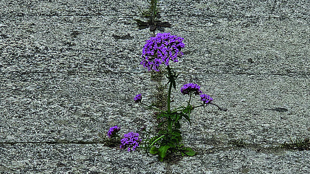 Pflnaze, die zwischen zwei Platten auf einem Weg wächst