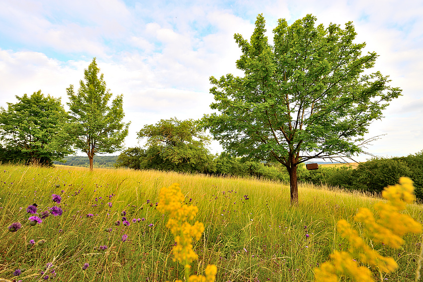 „Prachtvolle Natur“- Die Bühne für Naturschutzprojekte, im Fokus der Wetterauer Landschaft beim 40-Jährigen Jubiläum des Naturschutzfonds Wetterau e.V. Bildquelle: K.-H- Heinz