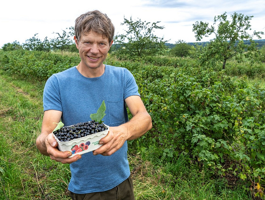 Benjamin Keller vom Vogelsberger Obsthof bei der Ernte von schwarzen Johannisbeeren