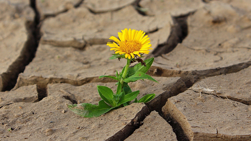 Eine kleine Blume wächst aus einem vor Trockenheit aufgerissenen Stück Erde.