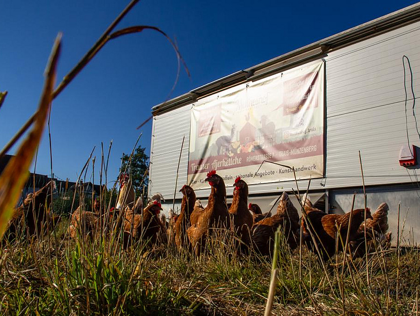das Hühnermobil mit den freilaufenden Hühnern