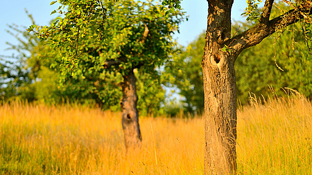 Auf einer sommerlichen Wiese mit hohem Gras sind die Stämme zweier Obstbäume zu erkennen.