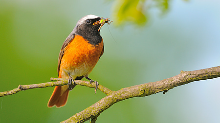 Ein rot-schwarz-gefiederter Singvogel sitzt auf einem Ast und hält ein Insekt im Schnabel.