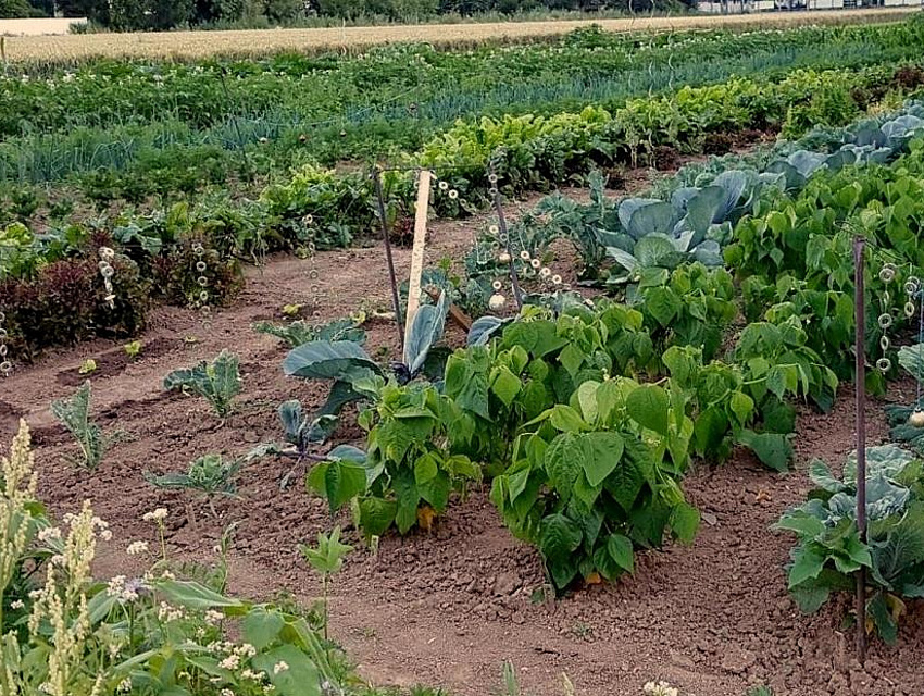 Saisongarten mit verschiedenen Gemüse von Peter Klingmann in Friedberg/Fauerbach