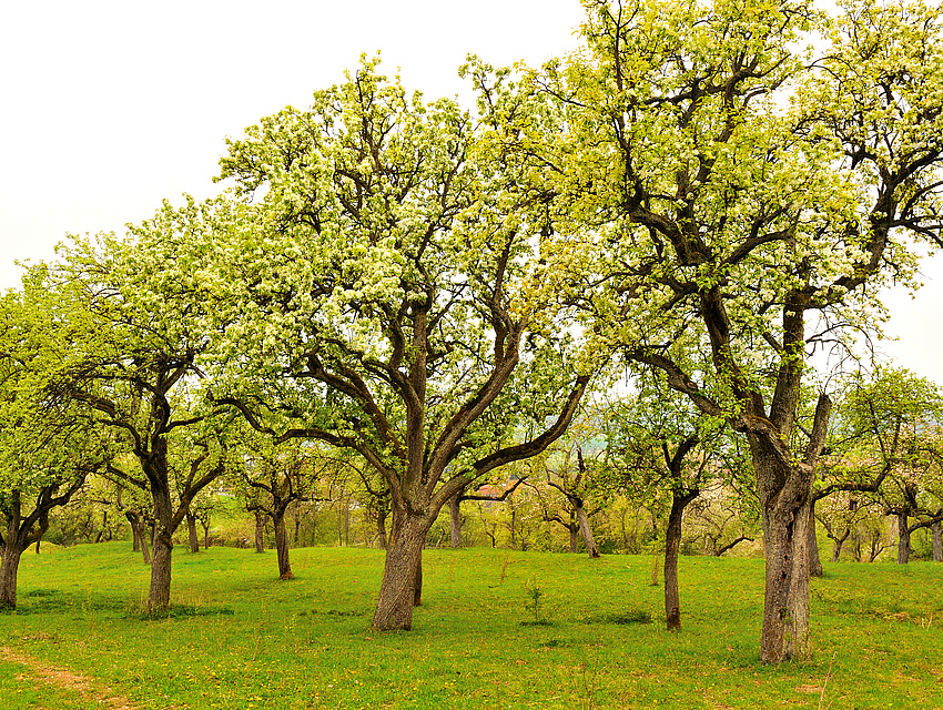 Laubbäume auf einer Wiese