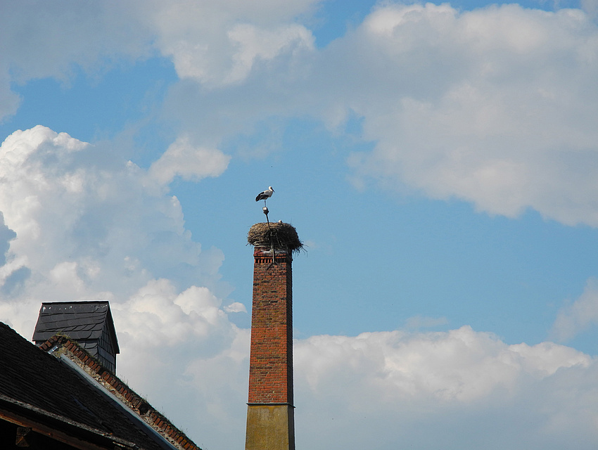 Storch auf Schornstein