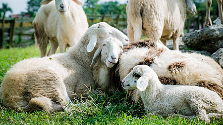 Eine Gruppe von Schafen im Gras.