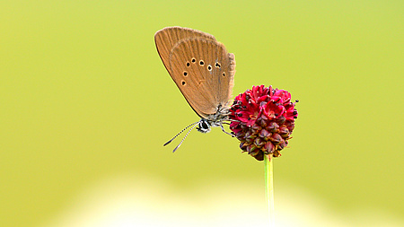 Ein brauner Schmetterling auf einer roten Blüte.