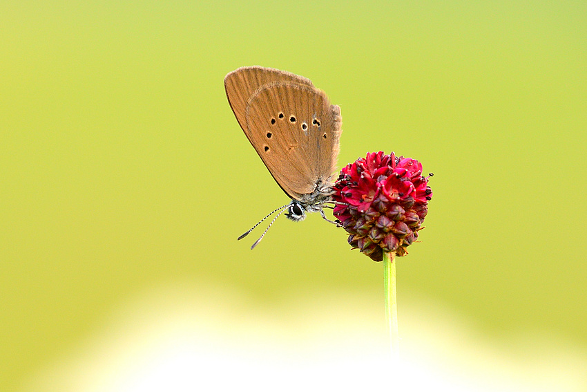 Der Dunkle Wiesenknopf-Ameisenbläuling überlistet Ameisen und überwintert im Ameisenbau. (Bildquelle: Karl-Hermann Heinz)