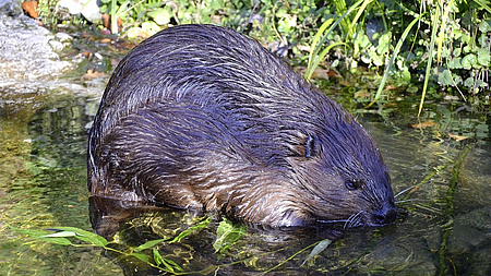 Ein Biber sitzt im Wasser.