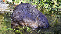 Ein Biber sitzt im Wasser.