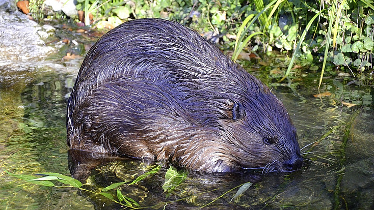 Ein Biber sitzt im Wasser.