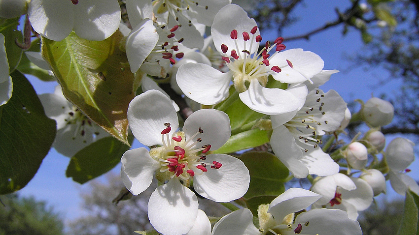 Am Ast eines Baumes sind zahlreiche weiße Blüten in Nahaufnahme zu sehen.