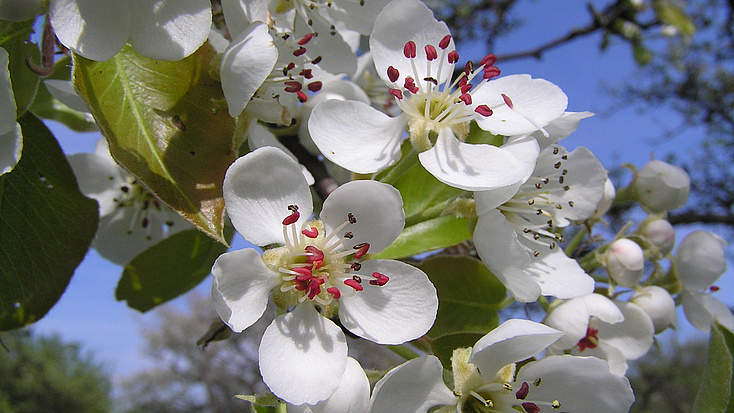 Nahaufnahme: viele weiße Blüten am Apfelbaumm