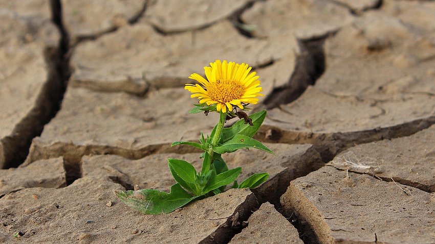 Eine kleine Blume wächst aus einem dürren und vertrockneten Boden