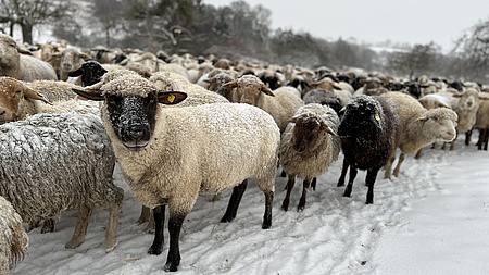 Eine Herde Schafe auf einer verschneiten Wiese.