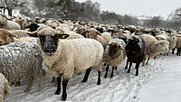 Eine Herde Schafe auf einer verschneiten Wiese.