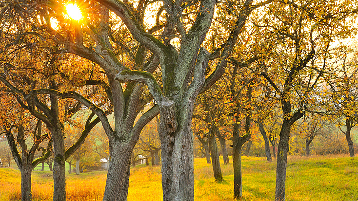 Streuobstwiese mit Bäumen in der Abendsonne