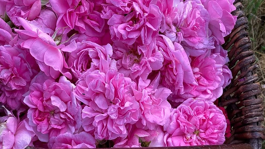 Korb gefüllt mit pinken Rosenblüten