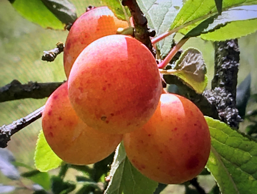 reife Äpfel am Baum (Foto: Reiner Emmerich)