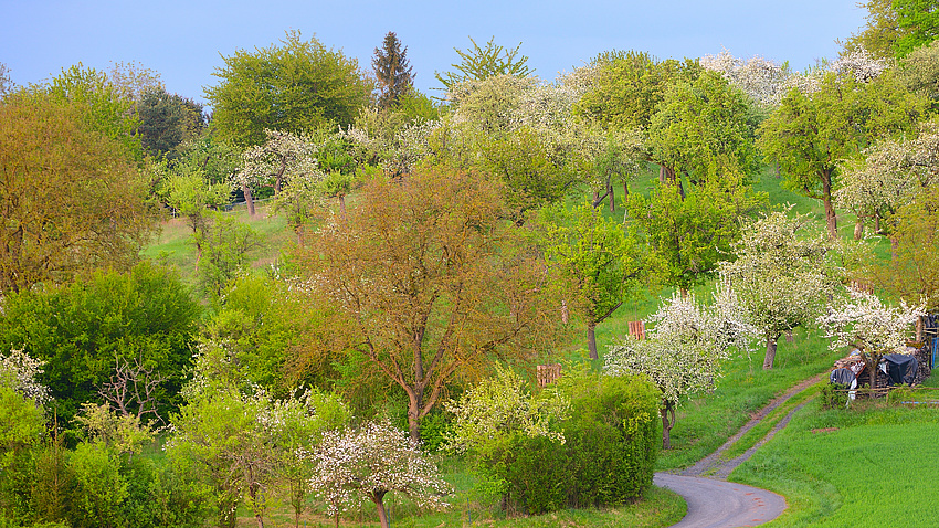 blühende Baumlandschaft