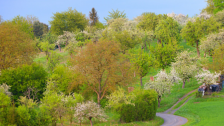 blühende Baumlandschaft