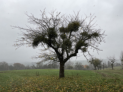 Die Mistel ist im Winter durch das fehlende Laub besonders gut zu erkennen.
