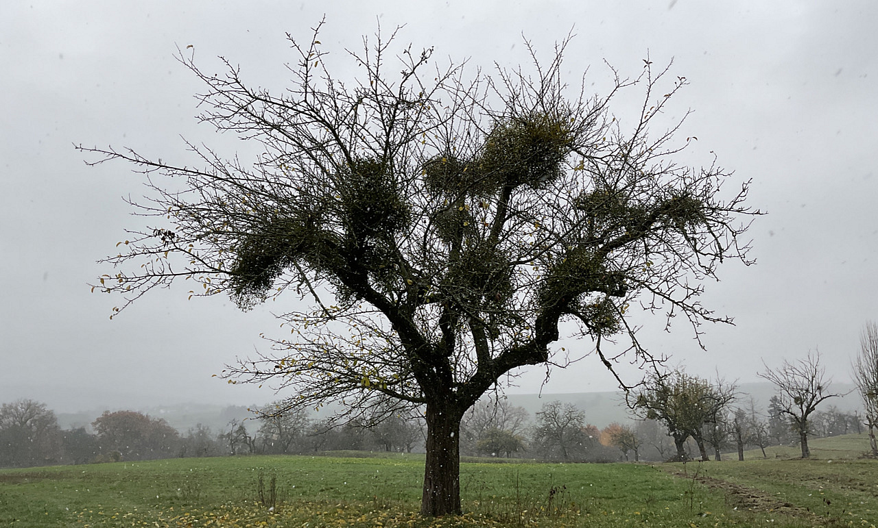 Ein Baum im Herbst mit vielen Mistelzweigen