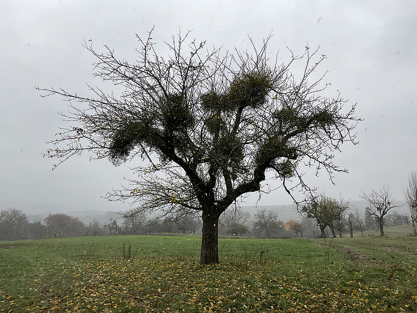 Die Mistel ist im Winter durch das fehlende Laub besonders gut zu erkennen.