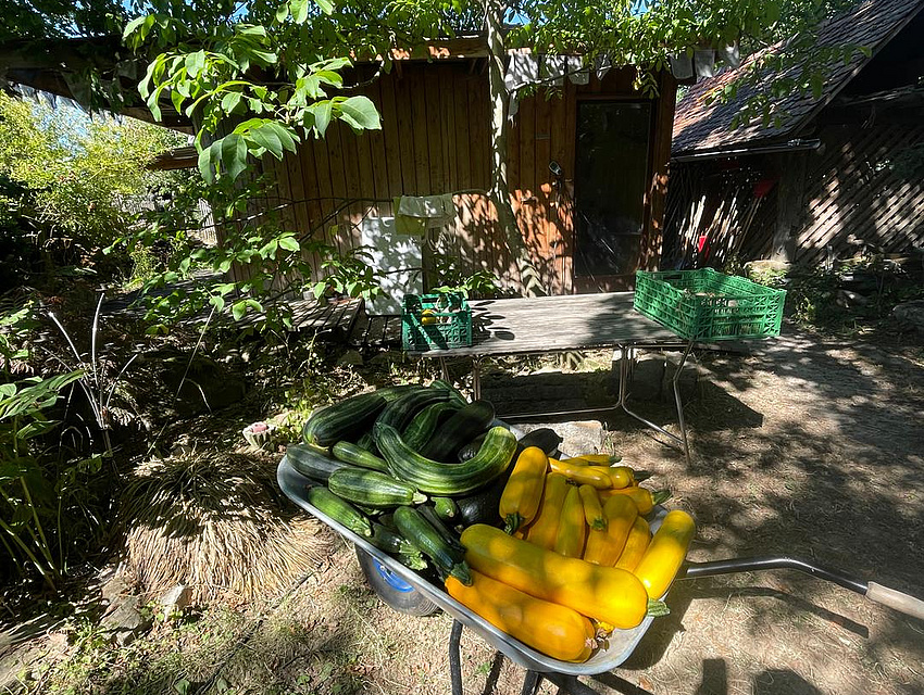 Zucchini von der SoLawi Hüftersheim